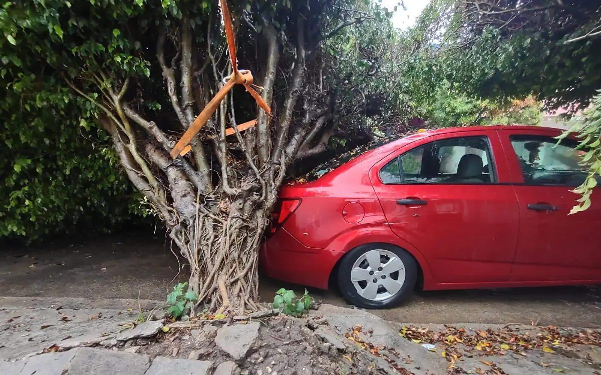 Árbol casi aplasta vehículo estacionado a causa de lluvias 